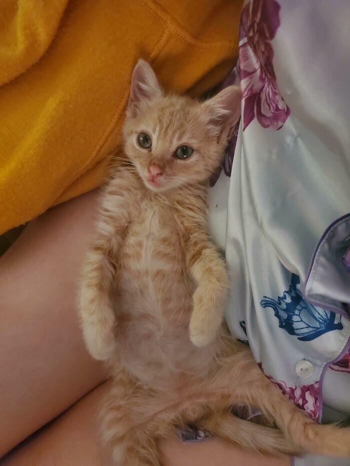 My New Kitten Philip J Fry, Small Fry For Now