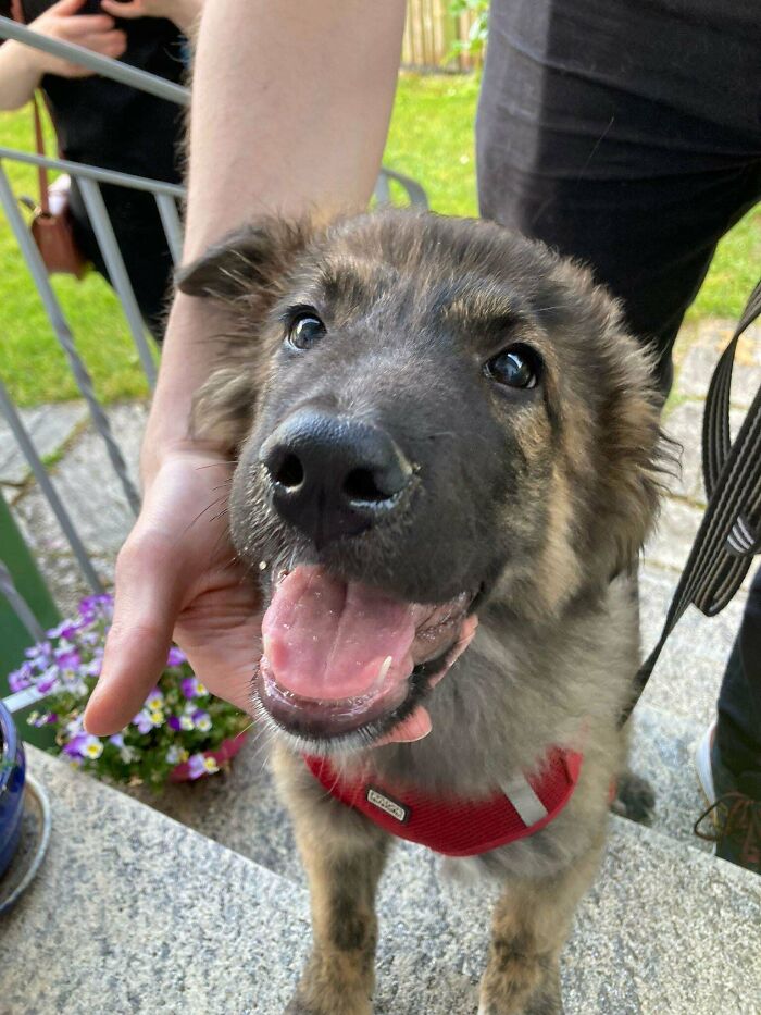 Adopted This Little One 2 Weeks Ago 