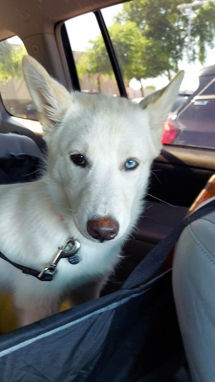 (Oc) Meet My New Puppy, Tsukiko!