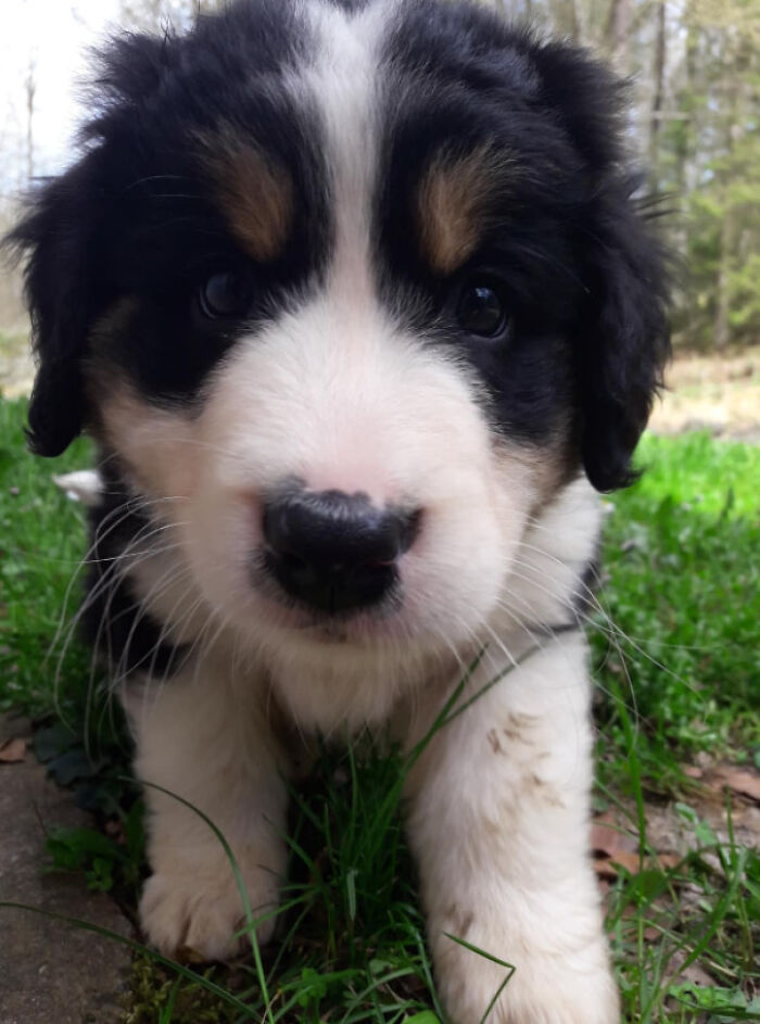 Our Buba, Found On The Highway In A Plastic Bag, After 4 Days With Us She's Already Potty Trained, Happy