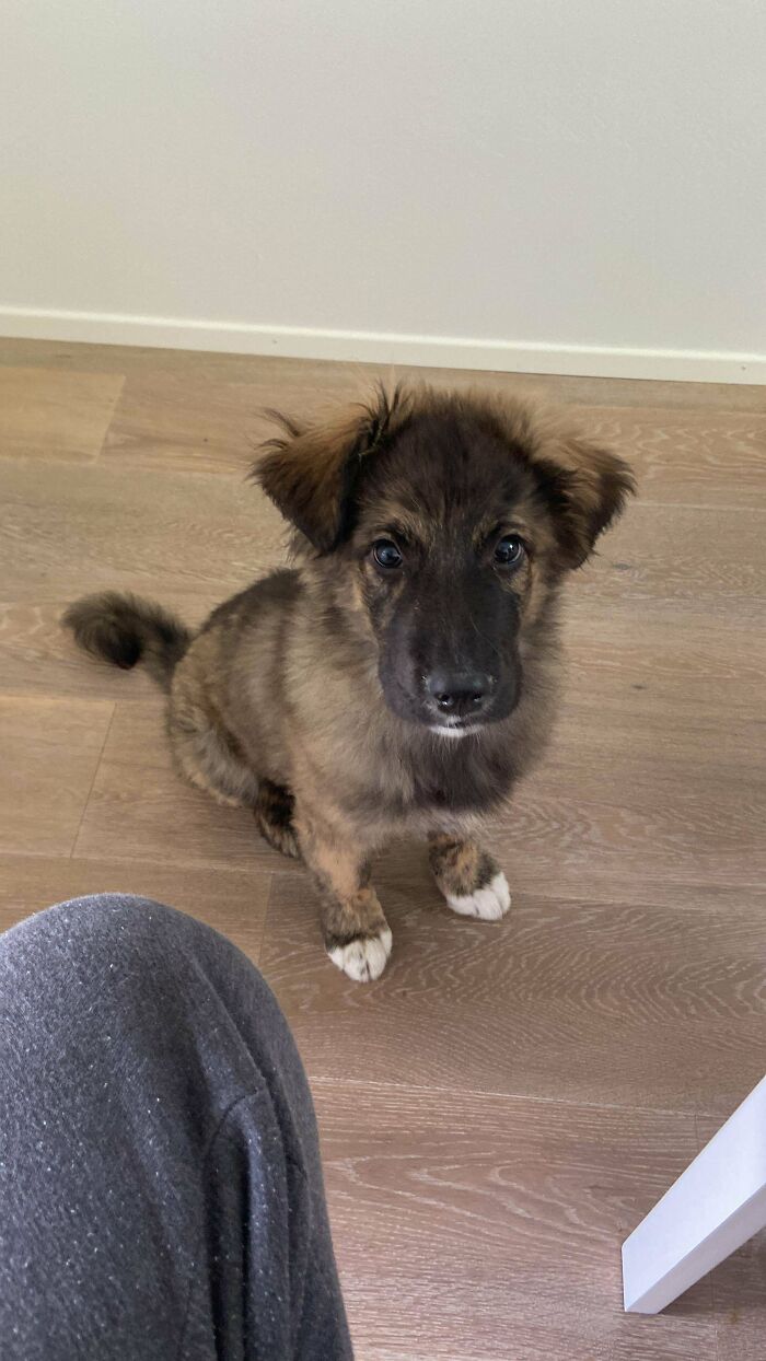 Adopted The Little Boi 2 Weeks Ago