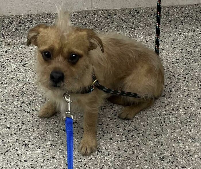 Help Me Name My New Dog!!!! It’s A Boy!