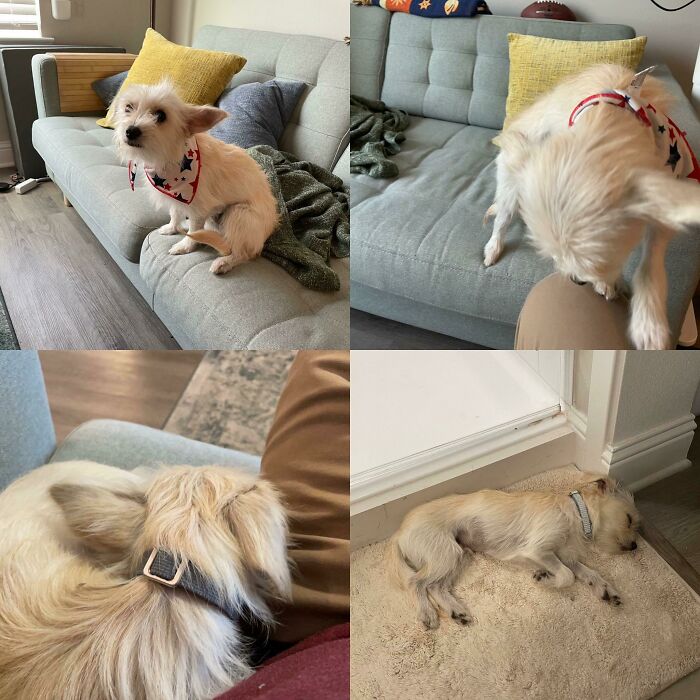 Introducing Amadeus. I Got Him Only Two Days Ago And Now I Can’t Imagine My Life Without Him