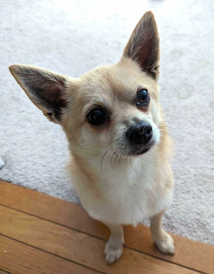 I Am Hopefully Adopting This Little Dude Tomorrow!!