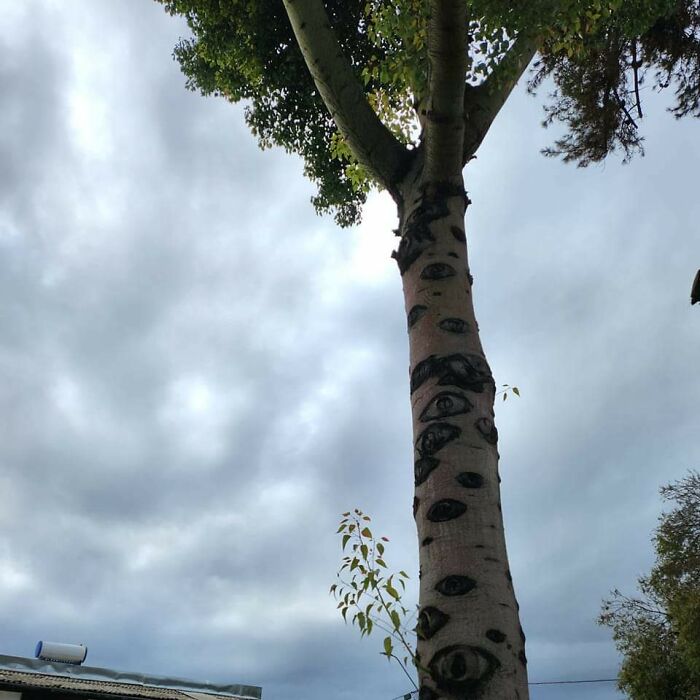 The All Viewing Tree