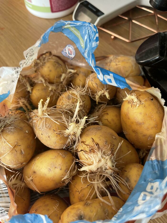 Someone Explain To Me My Irrational Fear Of Sprouting Potatoes Please