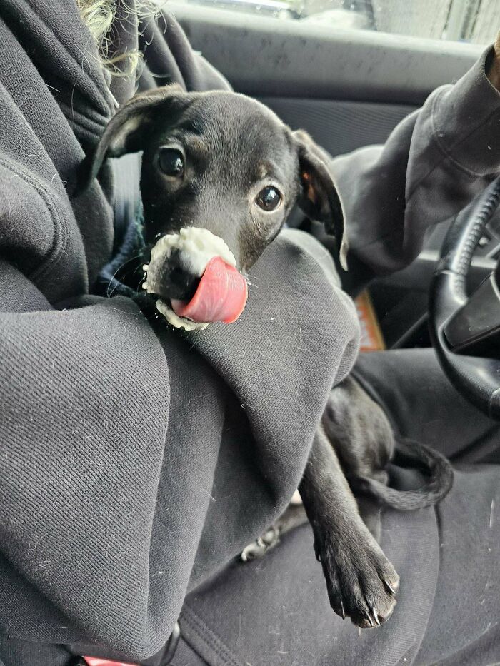 Guess My New Puppy’s Breed!