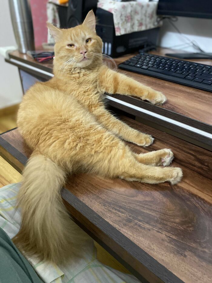 Adopted This King A Week Ago!!