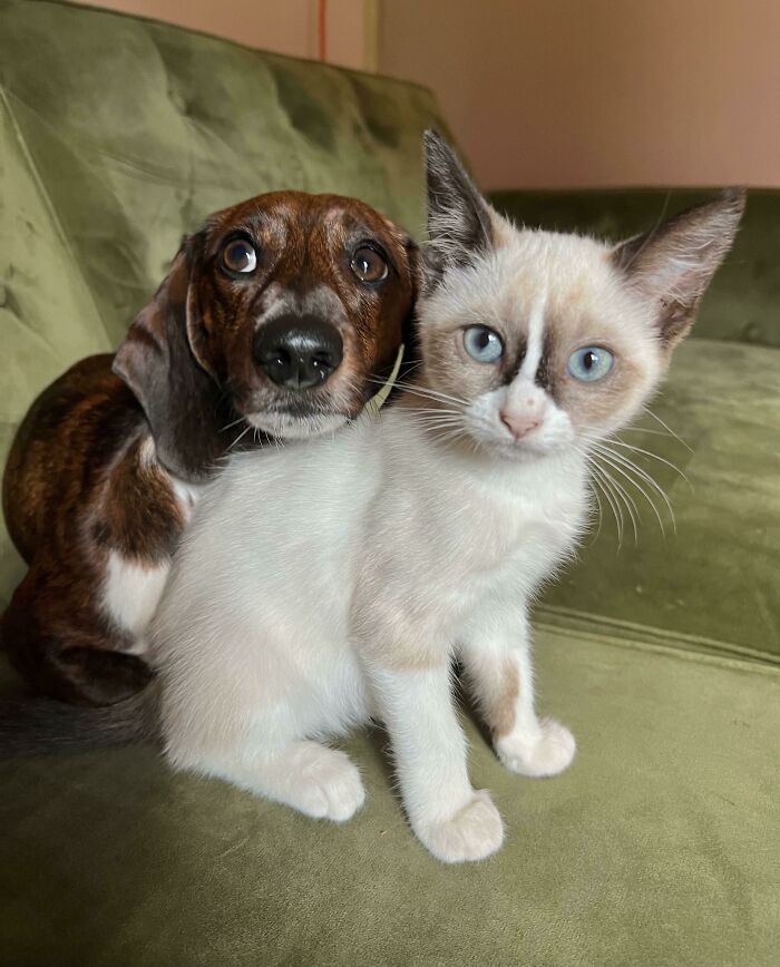 He’s Never Been Around Cats Before So I Was Nervous Taking In A New Kitten… But They Quickly Became Best Friends 💕