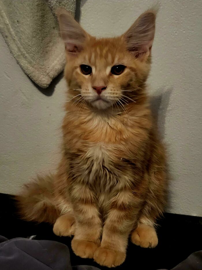 I Got This Handsome Dude Yesterday. His Name Is Charlie