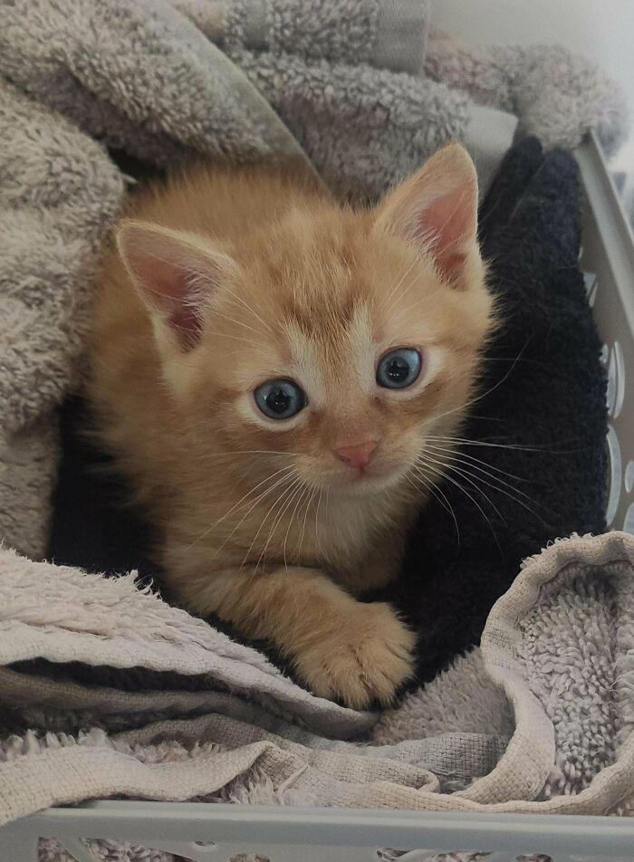 Few Days Ago We've Adopted Our Baby Boy Peter