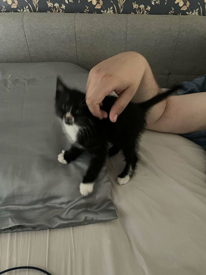 Here Is Pickles. The Newest Criminal In Our Gang