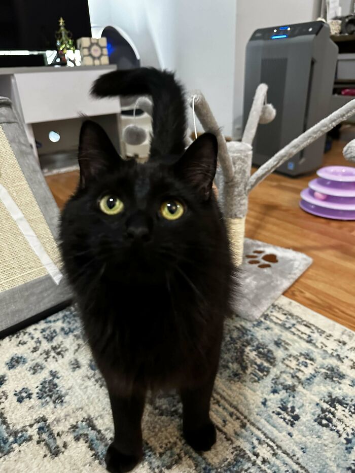 I Adopted This Voidling Today!