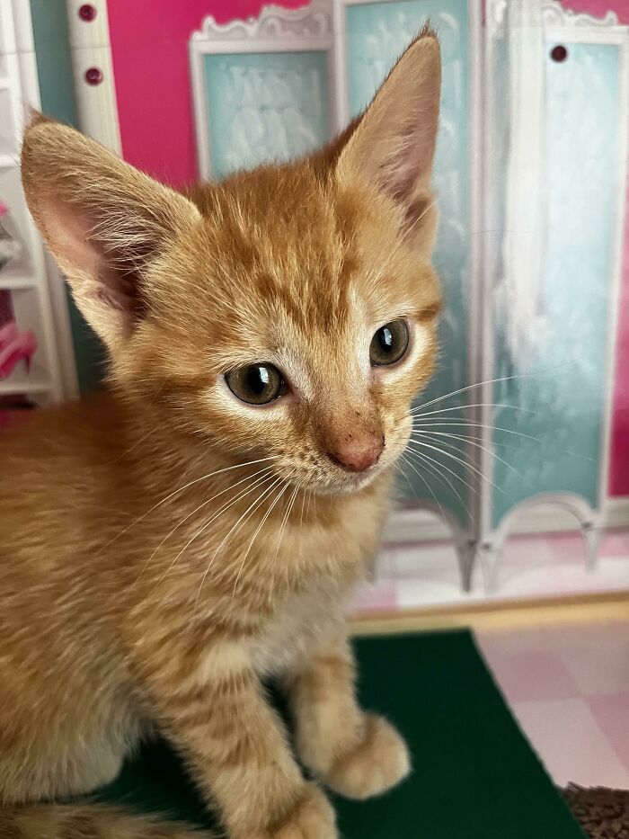 Adopted A New Friend