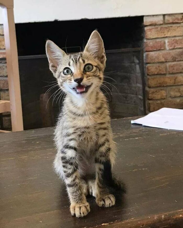 My Roomate Adopted This Baby! She's Been Hospitalized But Survived And Now Happy With Us ❤️ We Are Thinking Naming Her Ursula, Another Ideas?