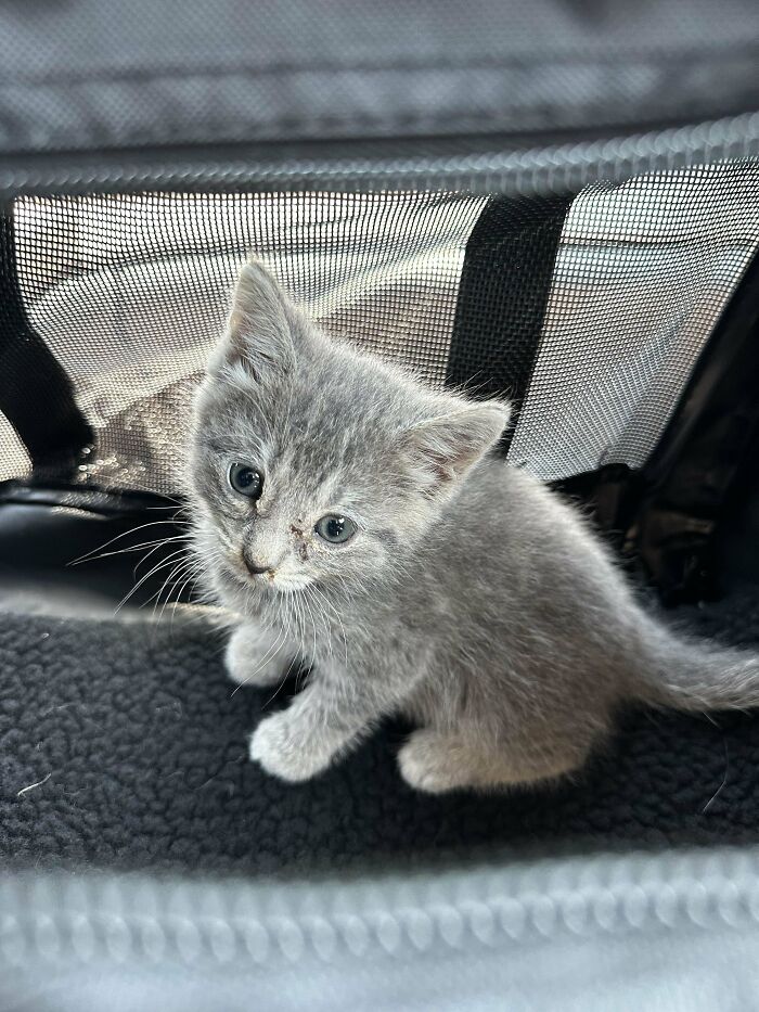 The Sick Baby Chose Me!