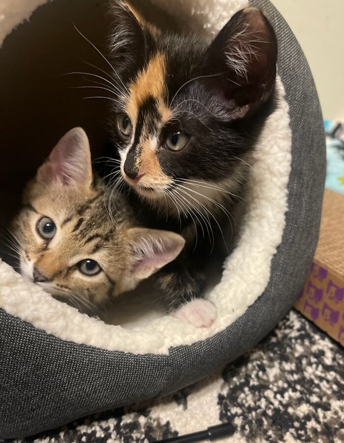 Meet Our Newest Babies, Mia And Lilly!