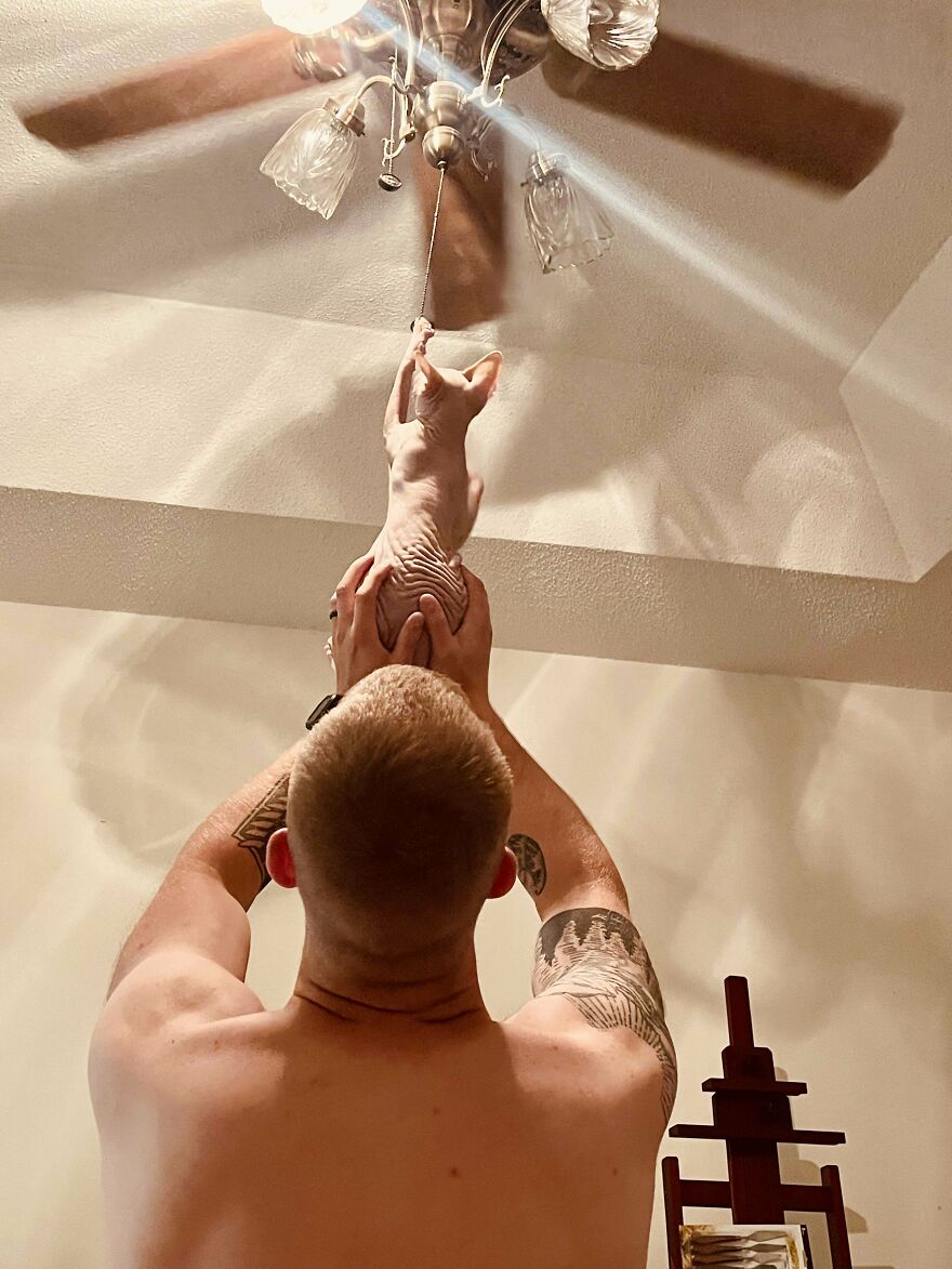 Every Night My Husband Holds Our Sphynx Cat Up To Fight His Nemesis: The Ceiling Fan Pull.