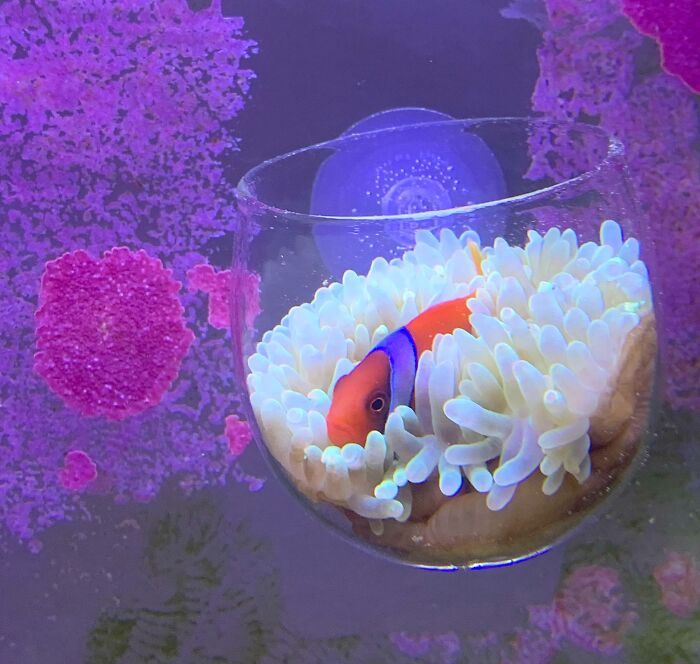 Fish in the cup inside of a aquarium 