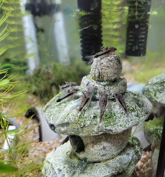 Fishes swimming in the aquarium 