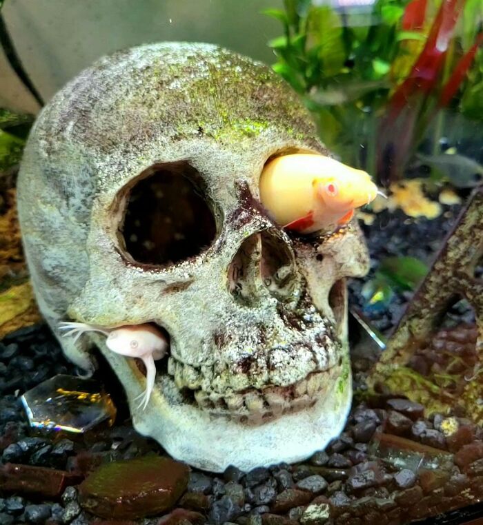 fish swimming inside the scull at the bottom of aquarium