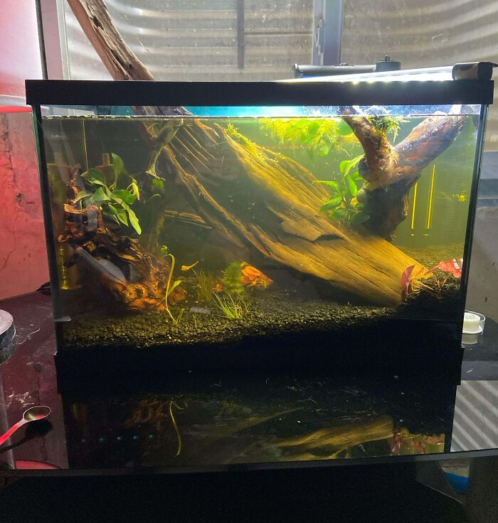 Piece of wood in the aquarium 