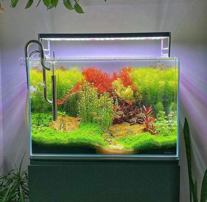 algae in the aquarium