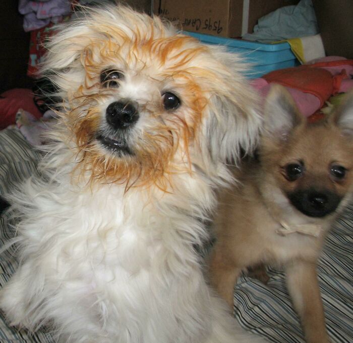 ‎"No. I Have No Idea Who Ate Your Can Of Spaghetti-Os Daddy"