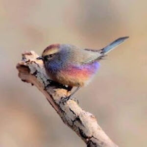 katemckampson-arguello avatar