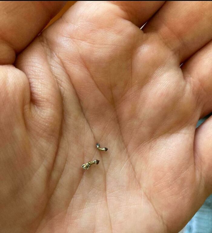 Sautéed, Mushroom Soup, Fungi Rigatoni -Tonight We Feast!