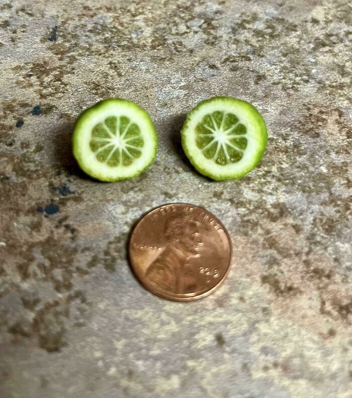 My Lime Tree’s First Lime