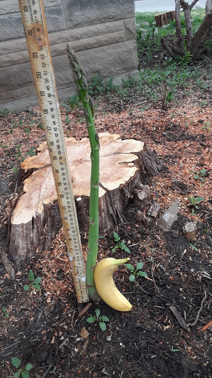 The Asparagus Saga Continues. It Is 5" Taller Today