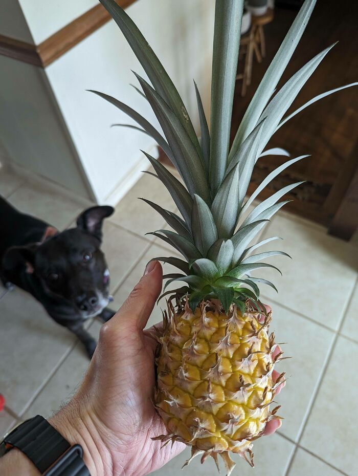 We'll Eat Like Kings!