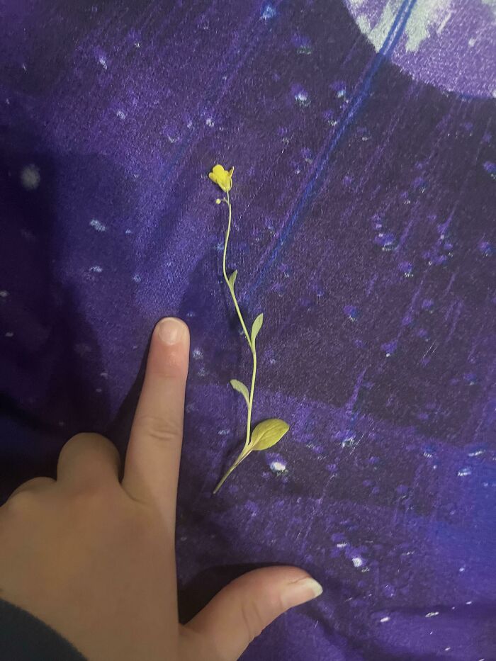 I Waited 2 Months For This Bok Choy