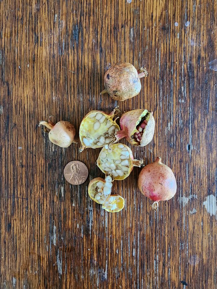 Pomegranate Harvest, There's Enough For All!