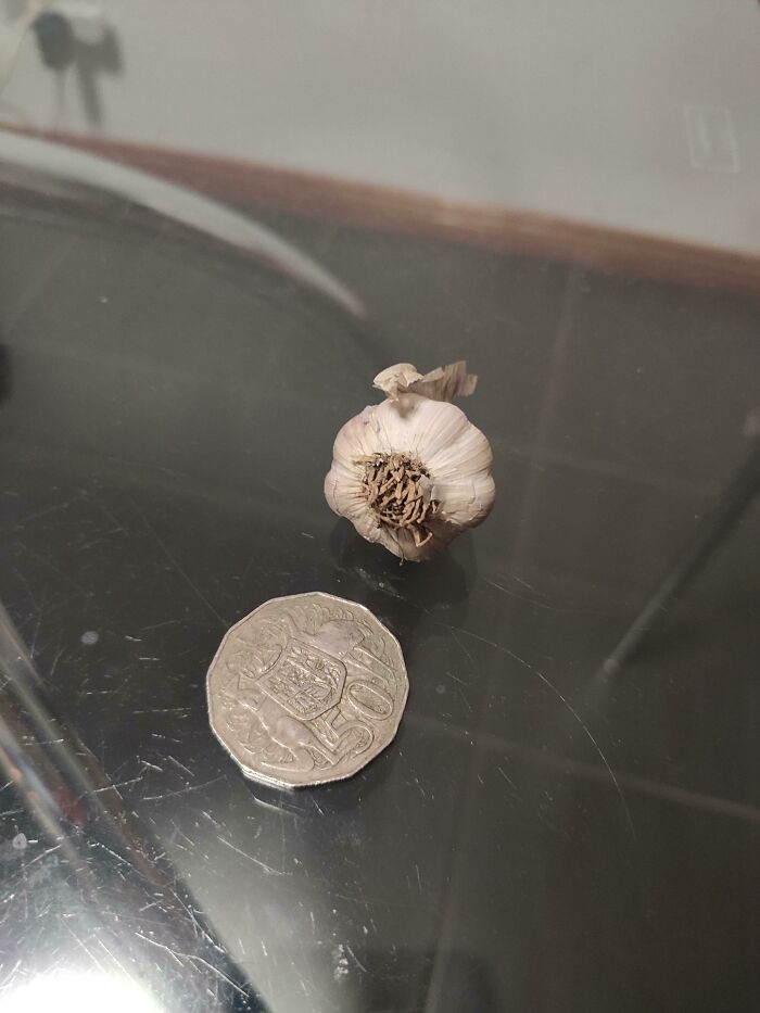 Vampires Better Watch Out