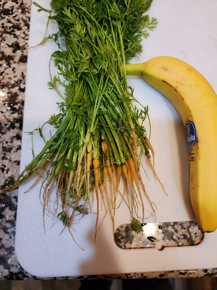 Carrot Harvest, For Ants