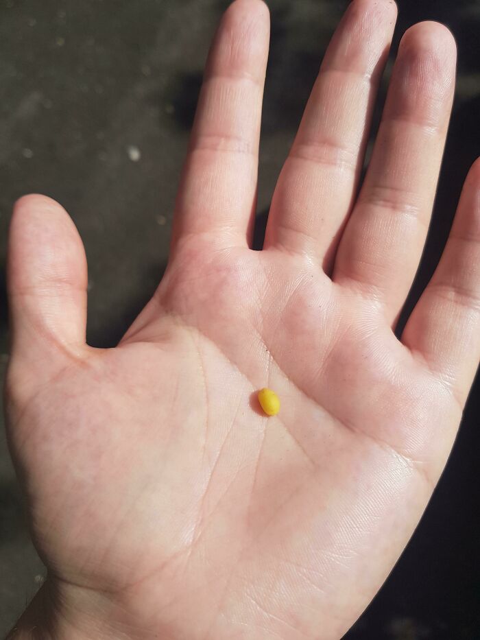 Squirrels Decided To Rip Up My Plants, So I Guess This Is My Potato Harvest