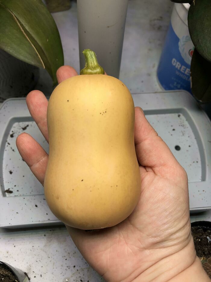 Behold! The Mightiest Butternut Squash Known To Man!