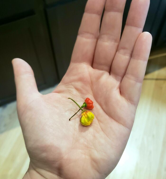 Time For A Big Batch Of Hot Sauce!