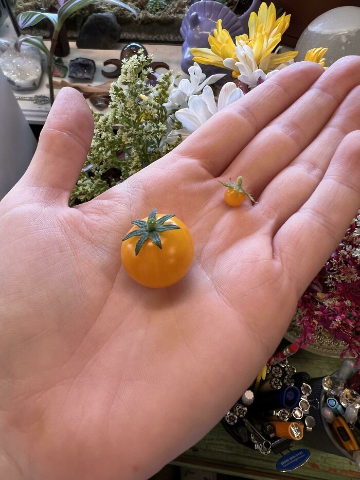 We’re Definitely Having Some Real Hearty Dinner Salads Tonight 