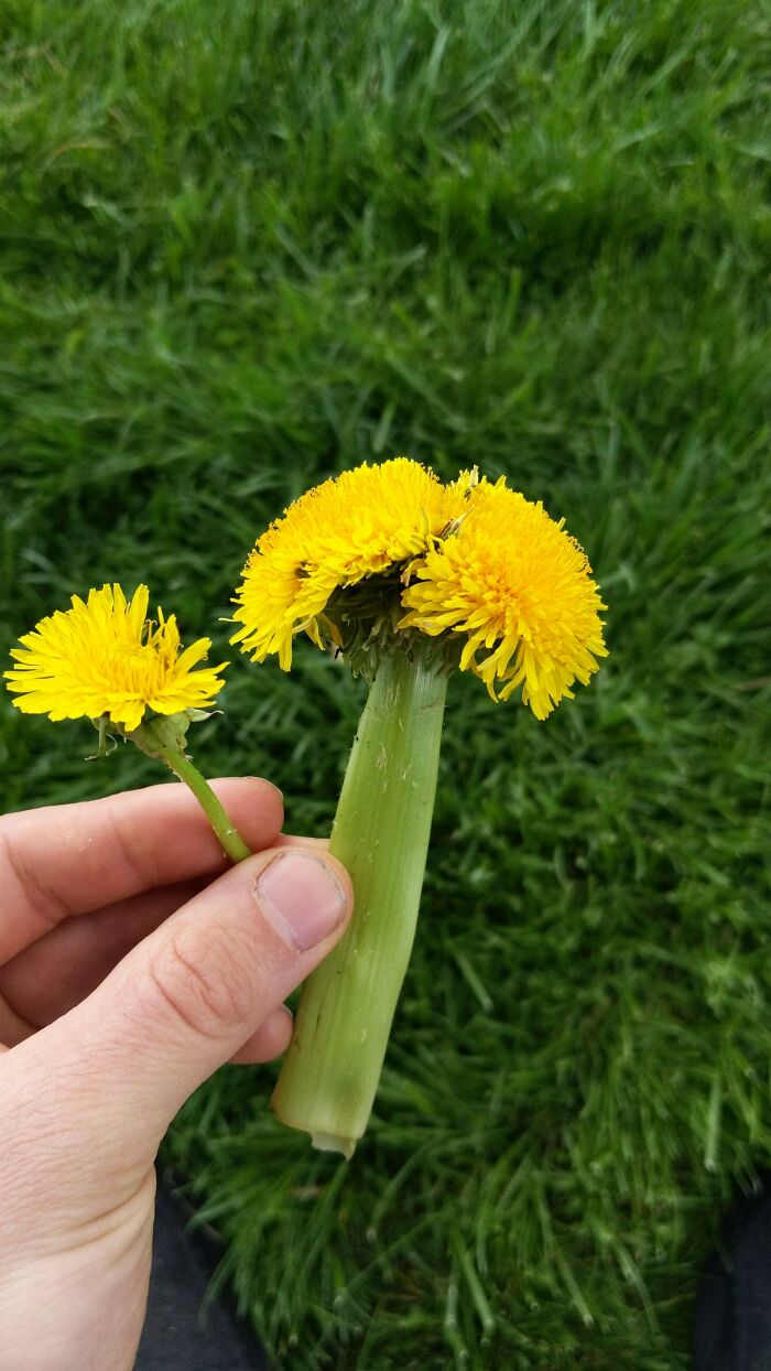 Long Dandelion
