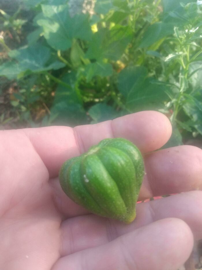 Acorn Sized Acorn Squash