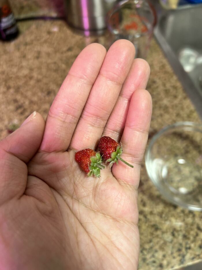 No, These Are Not Alpine Or Wild. No There Aren’t Any Others