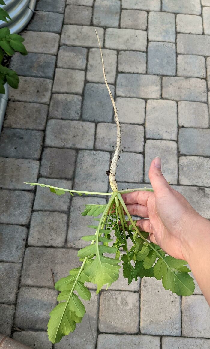 I Shall Carve The Skinniest Daikon Rose Of All Time