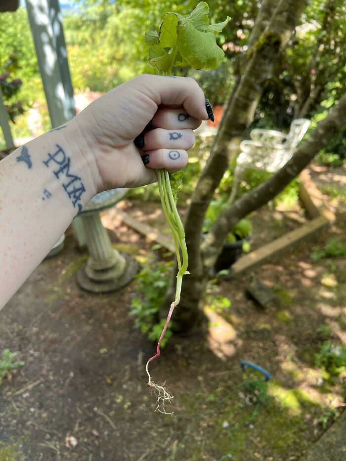 I’m Gonna Feed My Whole Family For Months With My Radishes 