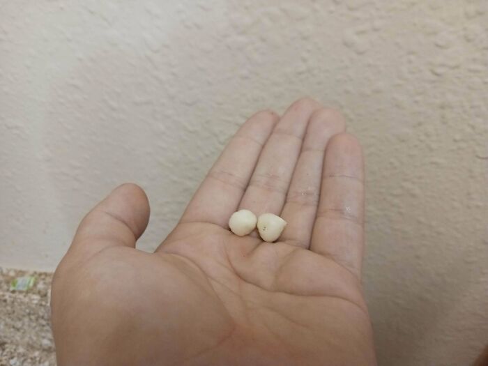 Vampires Beware, Im Growing Garlic!