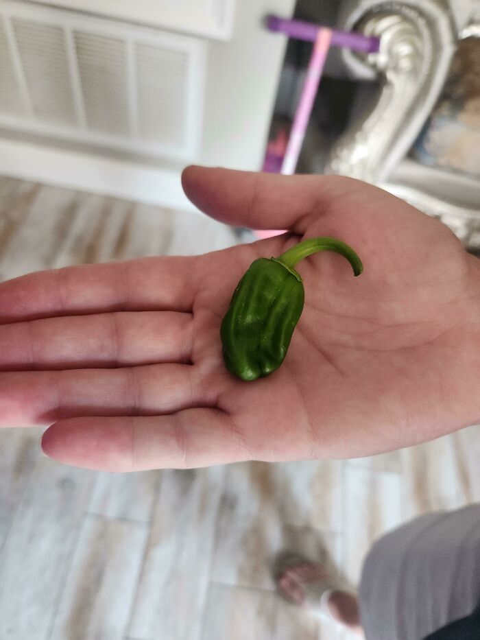 This Salsa's Gonna Be *so Spicy*!