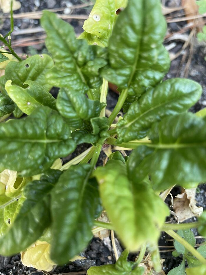 So Proud Of The Spinach Crop This Year