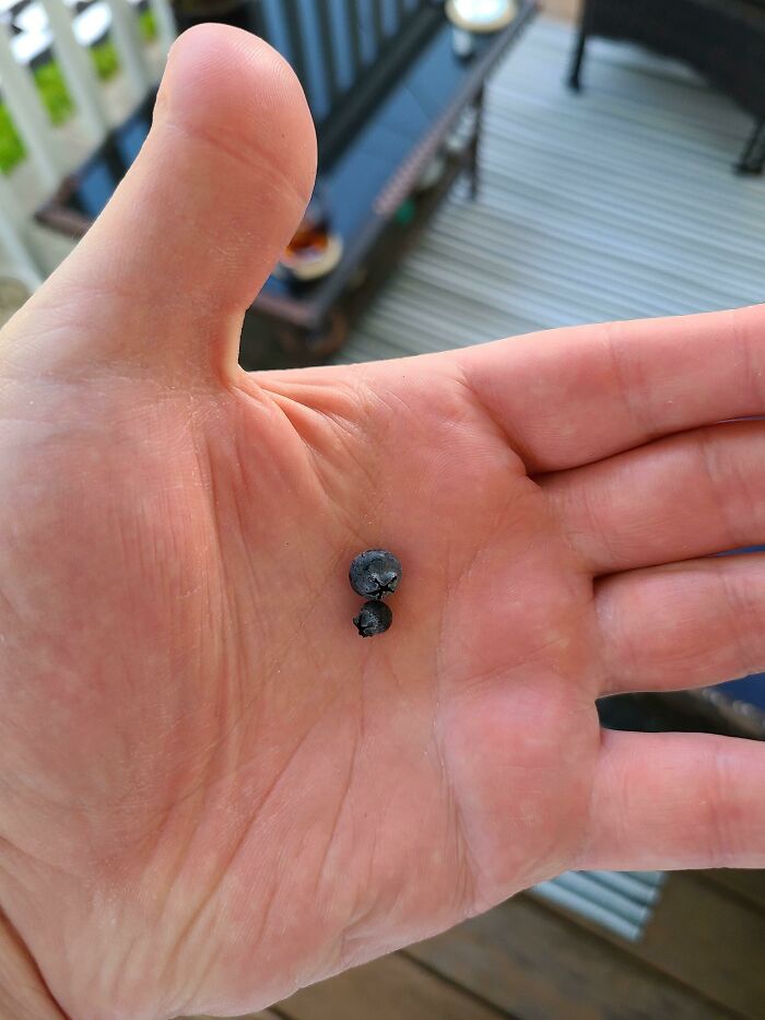 Behold! My Blueberry Bounty!